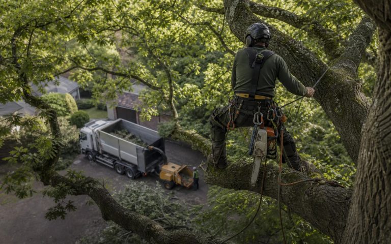 Logo Design for Tree Surgeons & Arborists: Competence, Not Just Chainsaws